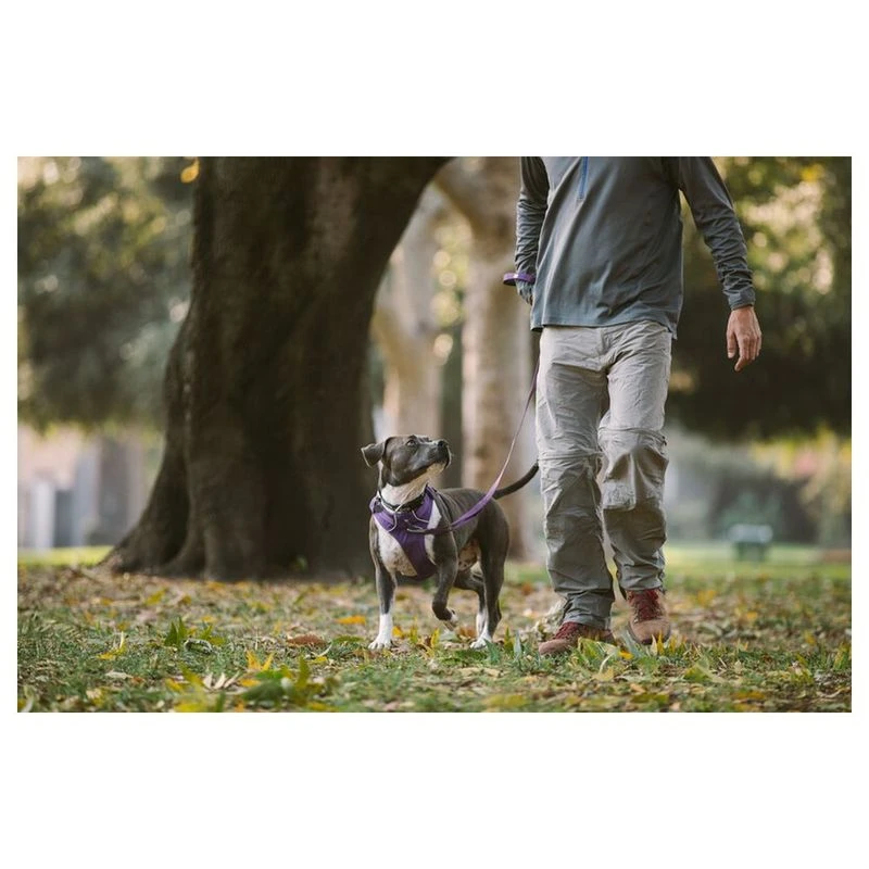Ruffwear front clearance range harness purple
